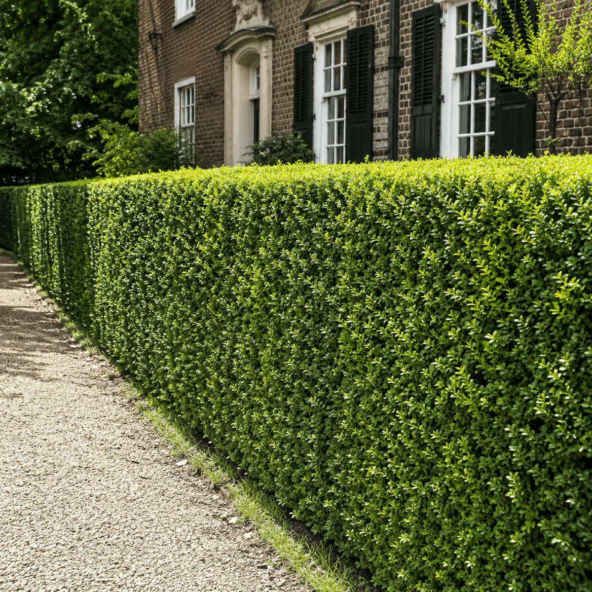 Hecken für kleinen Garten - Heckenmeister