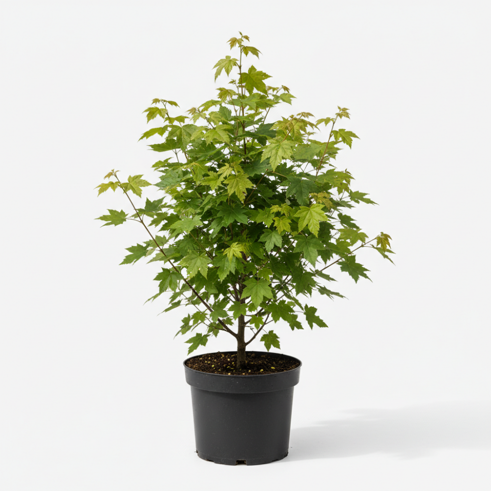 Acer campestre 1