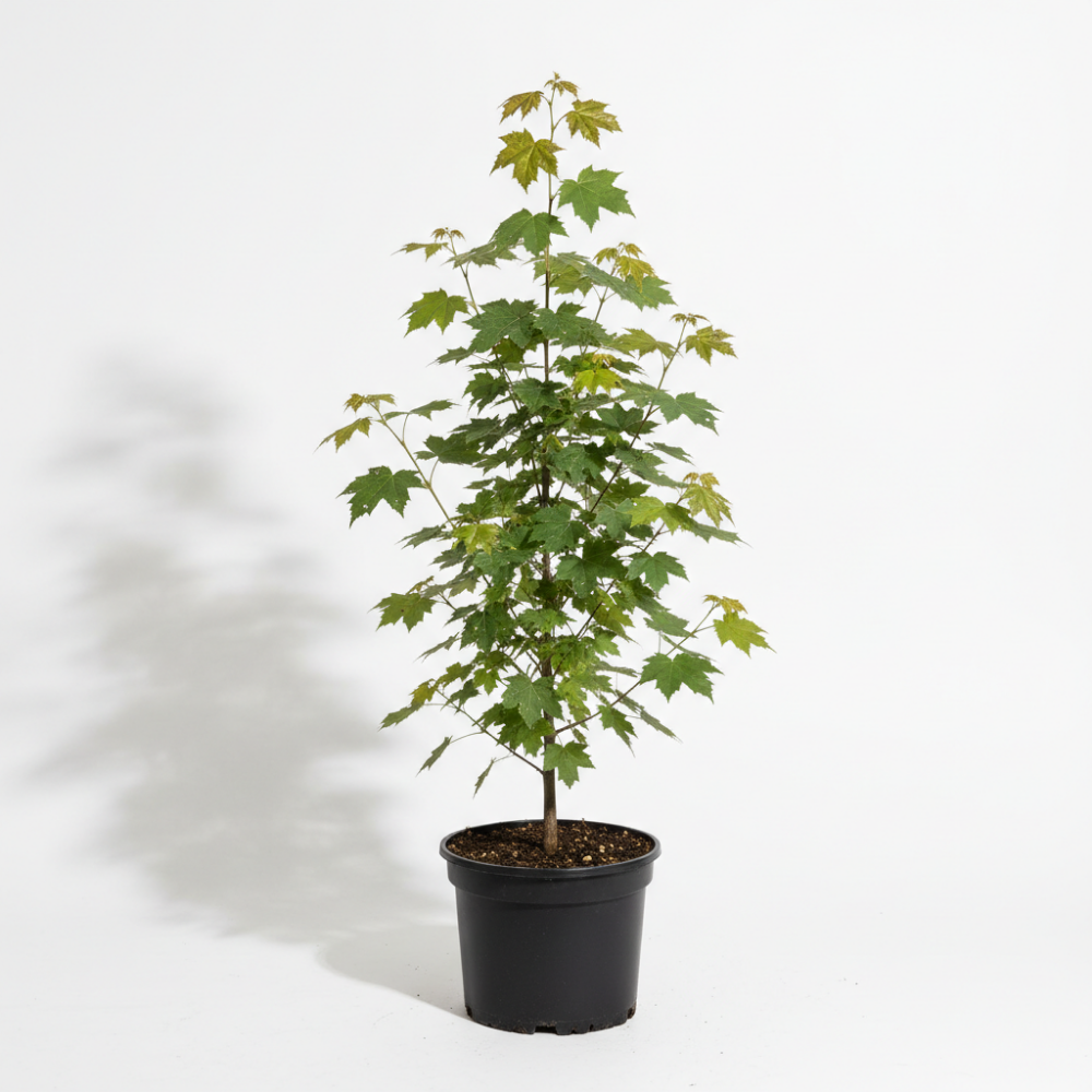 Acer campestre 2