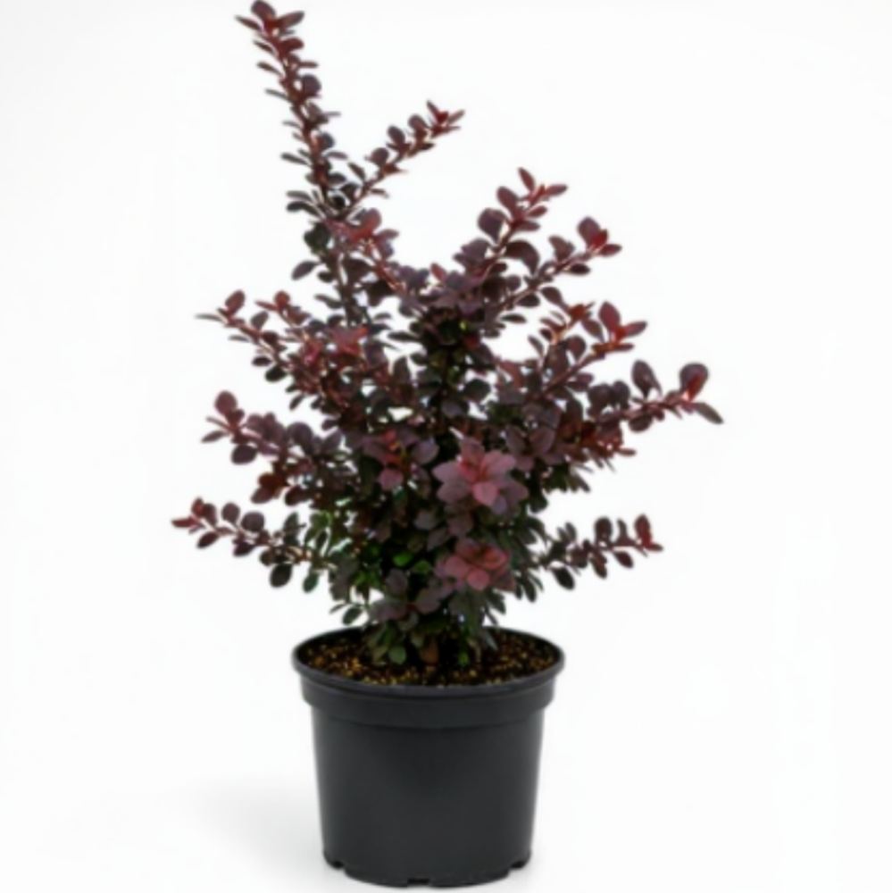 Berberis thunbergi atropupurea 2
