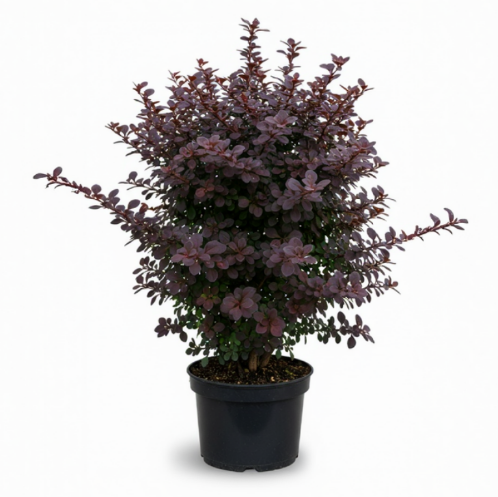 Berberis thunbergi atropupurea 3