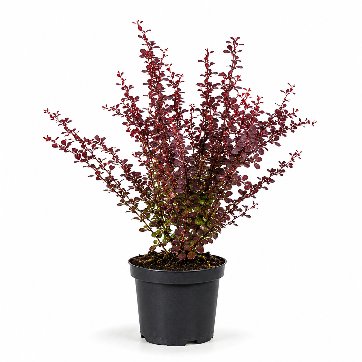 Berberisthunbergii_Atropurpurea_freigestellt