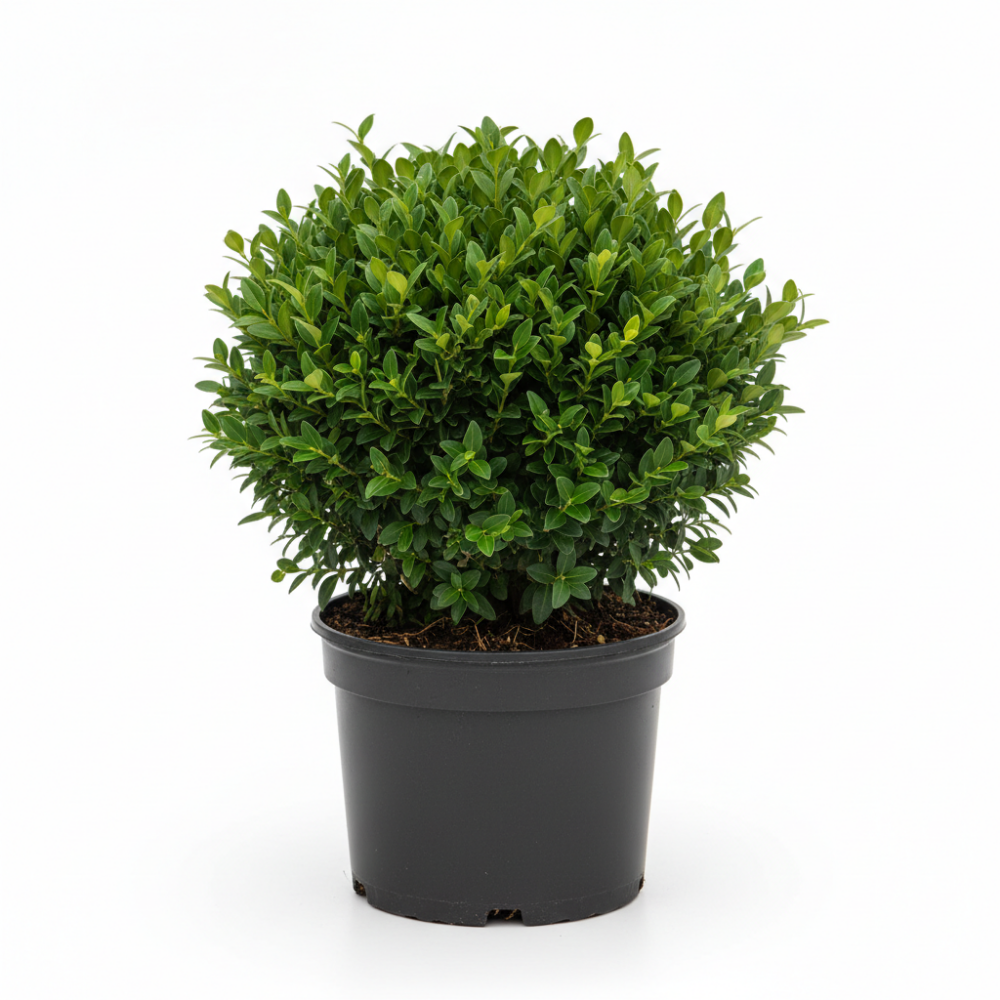 Buxus sempervierens 2
