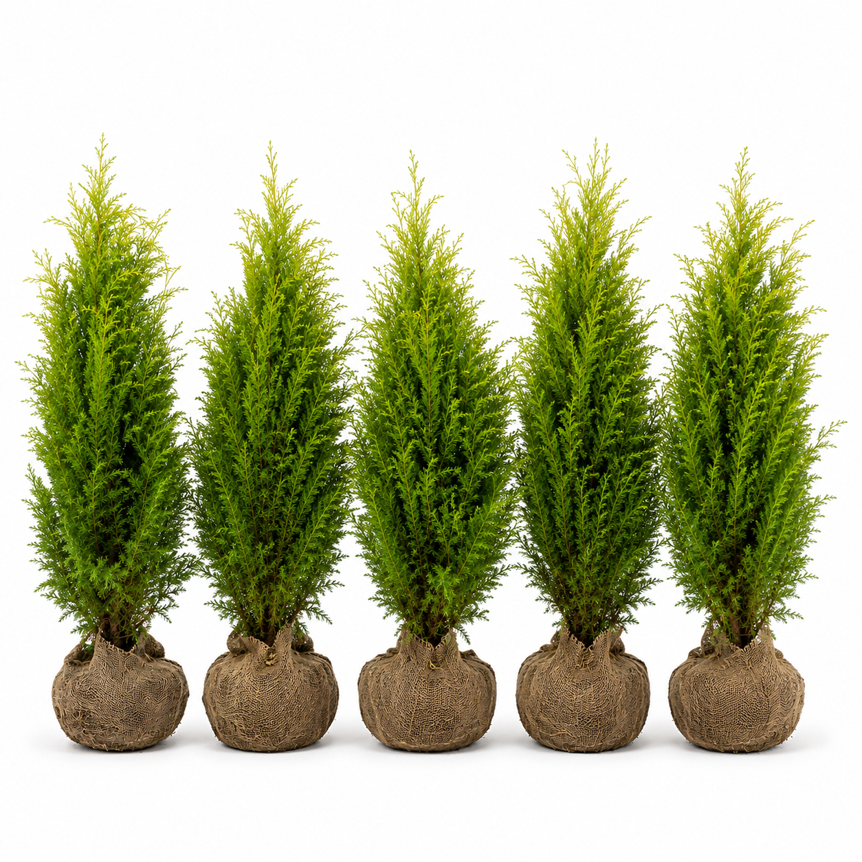 Chamaecyparislawsoniana_Ivonne_HeckeGruppe