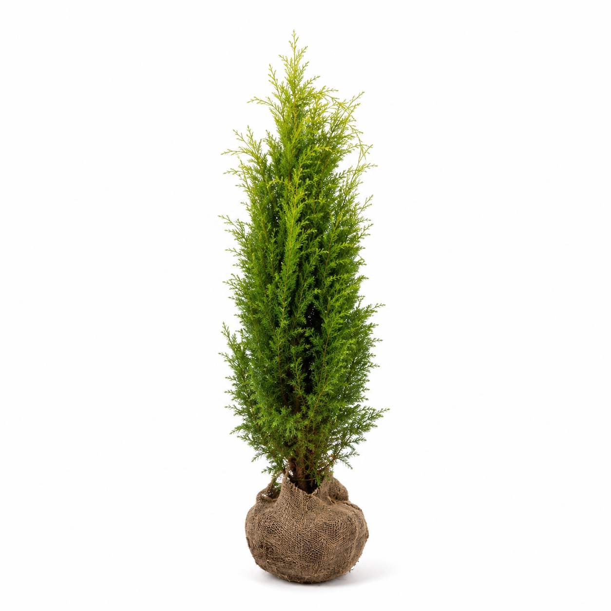 Chamaecyparislawsoniana_Ivonne_freigestellt