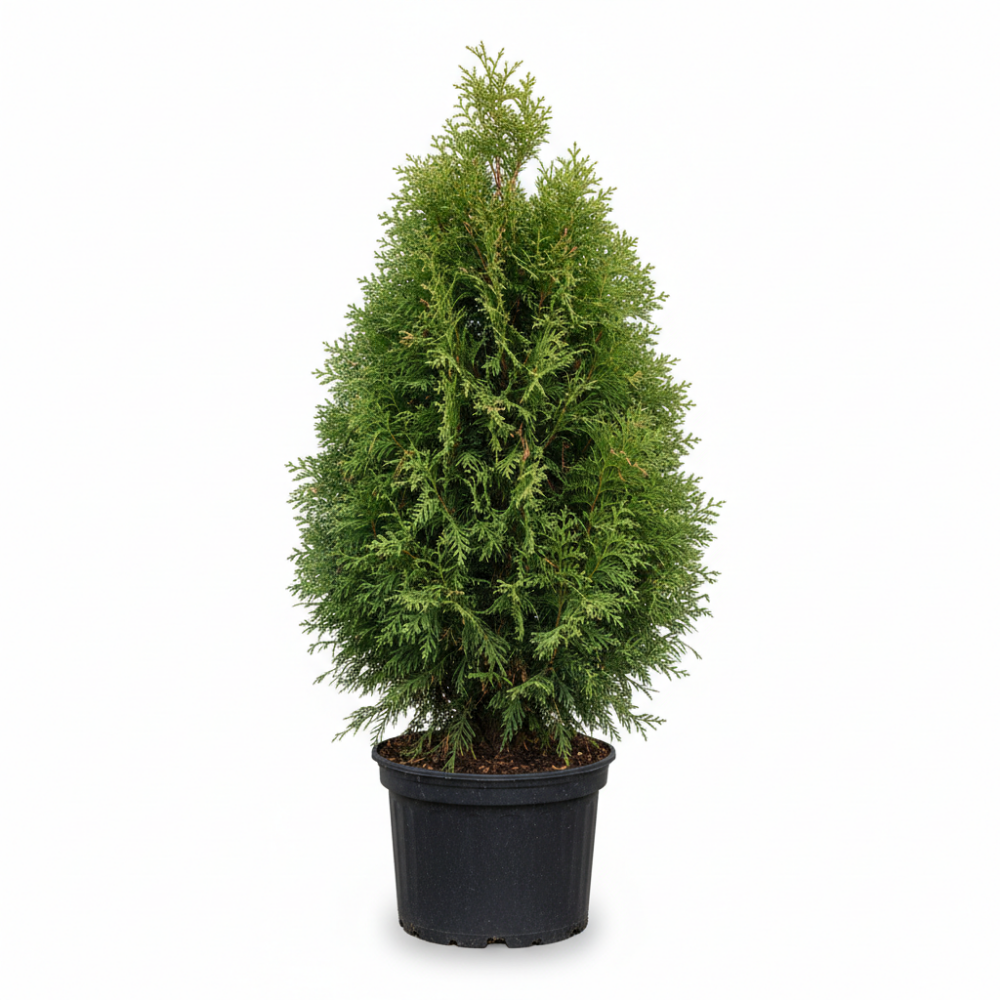 Cupressocyparis leylandii 2