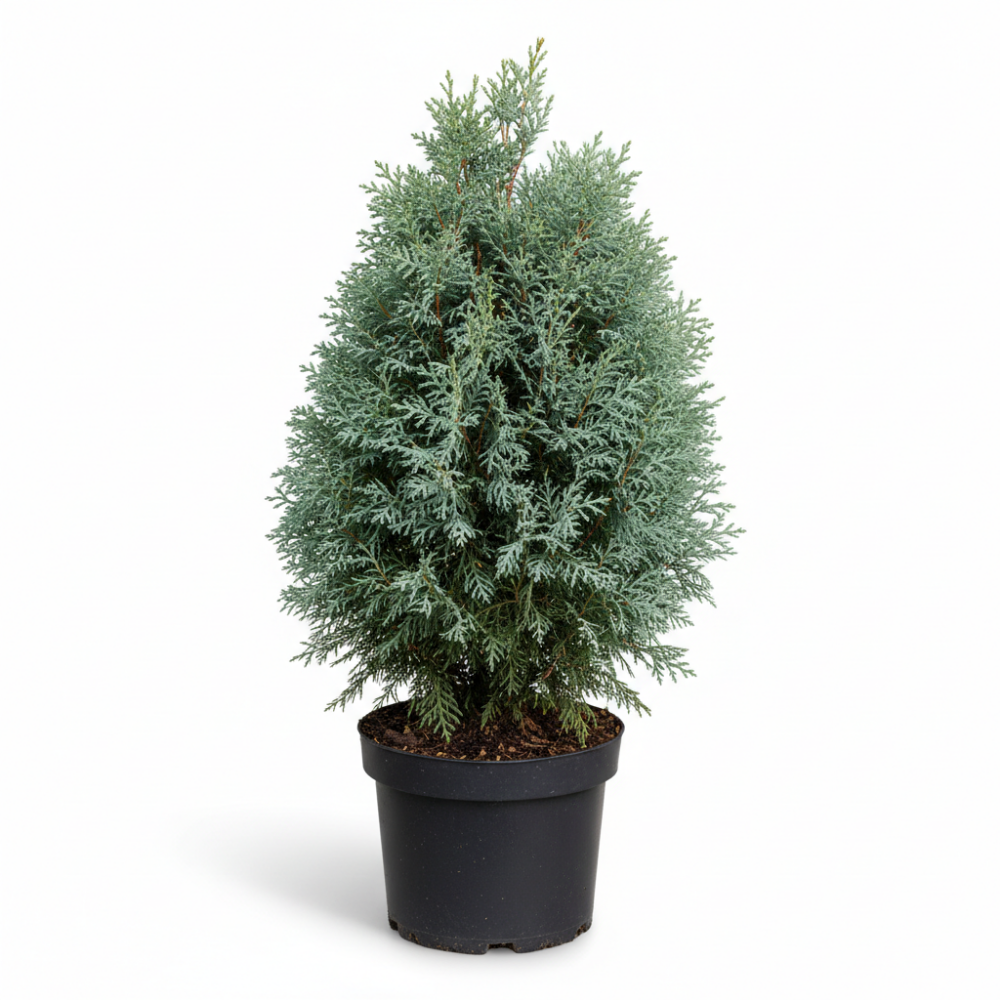 Cupressocyparis leylandii blue jeans 1