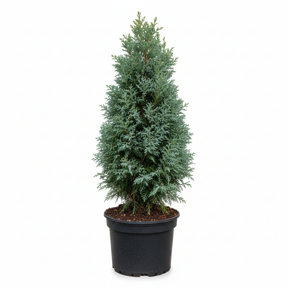 Cupressocyparis leylandii blue jeans 2