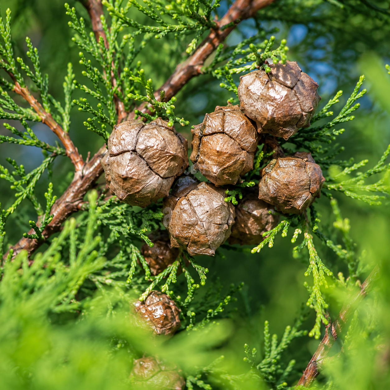 CupressocyparisxleylandiiFrucht
