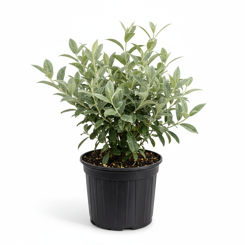 Elaeagnus Ebbingei 1