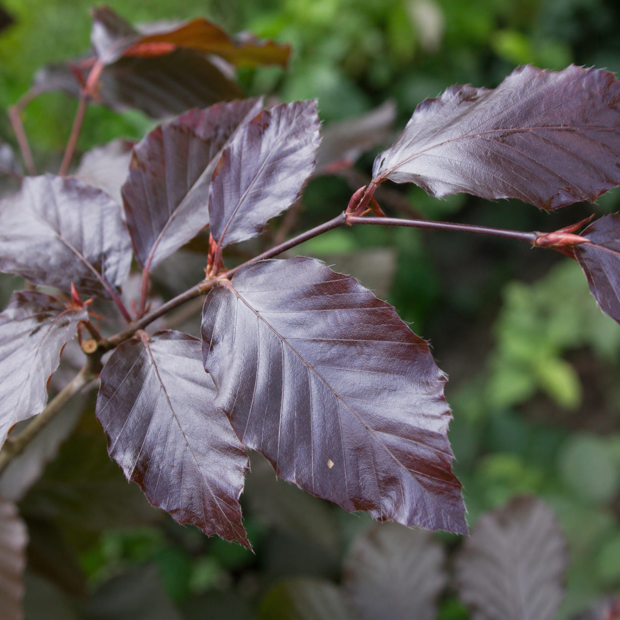 Fagussylvaticaf.purpurea_Purpurea_Blaetter