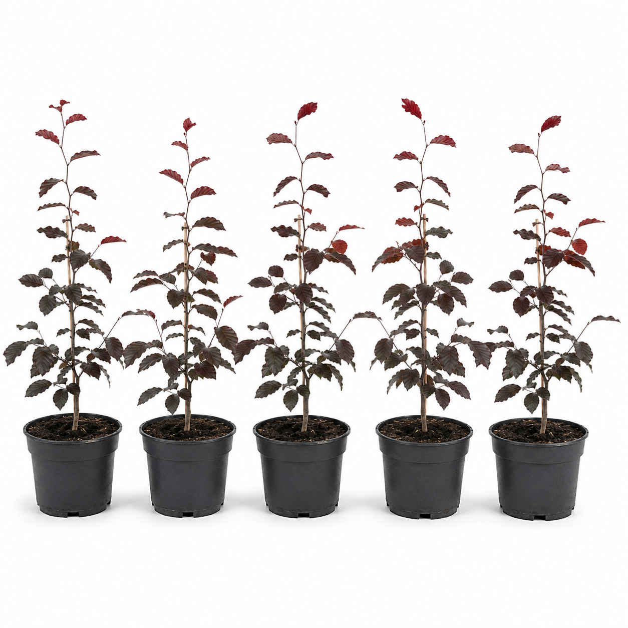 Fagussylvaticaf.purpurea_Purpurea_HeckeGruppe