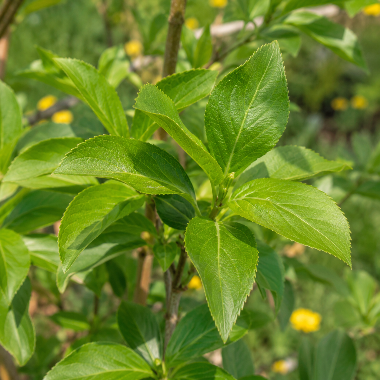 Forsythiaxintermedia_Spectabilis_Blaetter