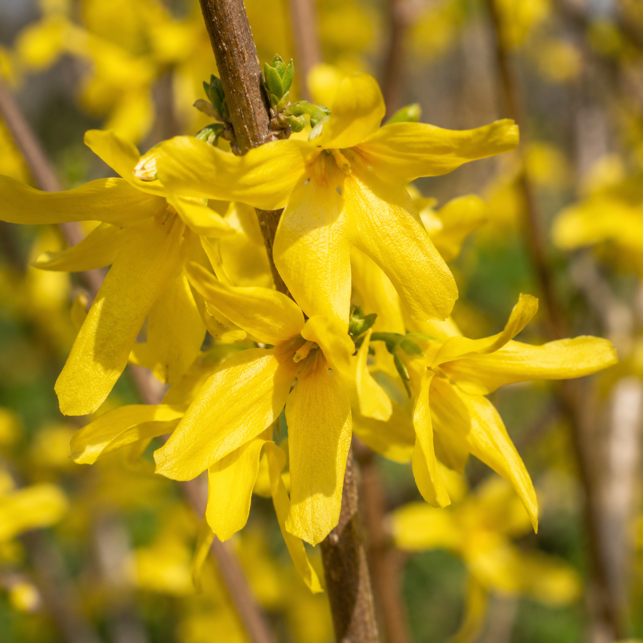 Forsythiaxintermedia_Spectabilis_Bluete