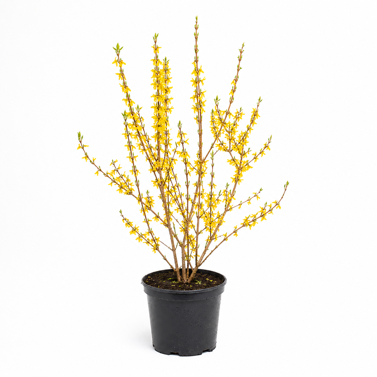 Forsythiaxintermedia_Spectabilis_freigestellt