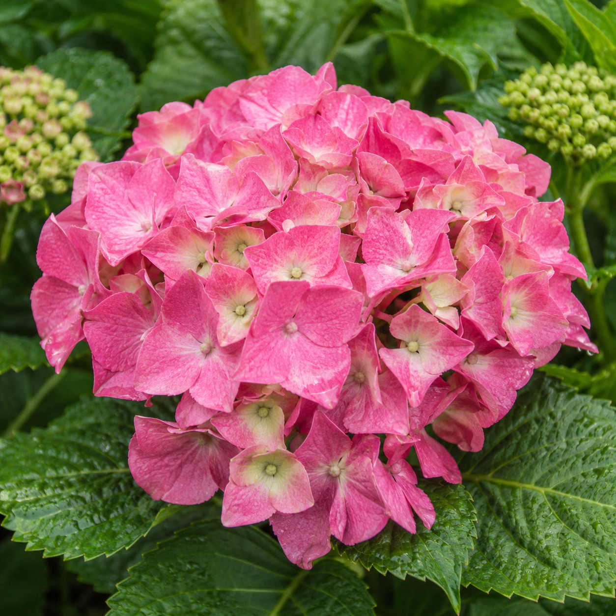 HydrangeamacrophyllaBluete