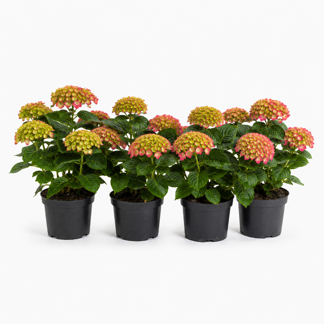 HydrangeamacrophyllaHeckeGruppe