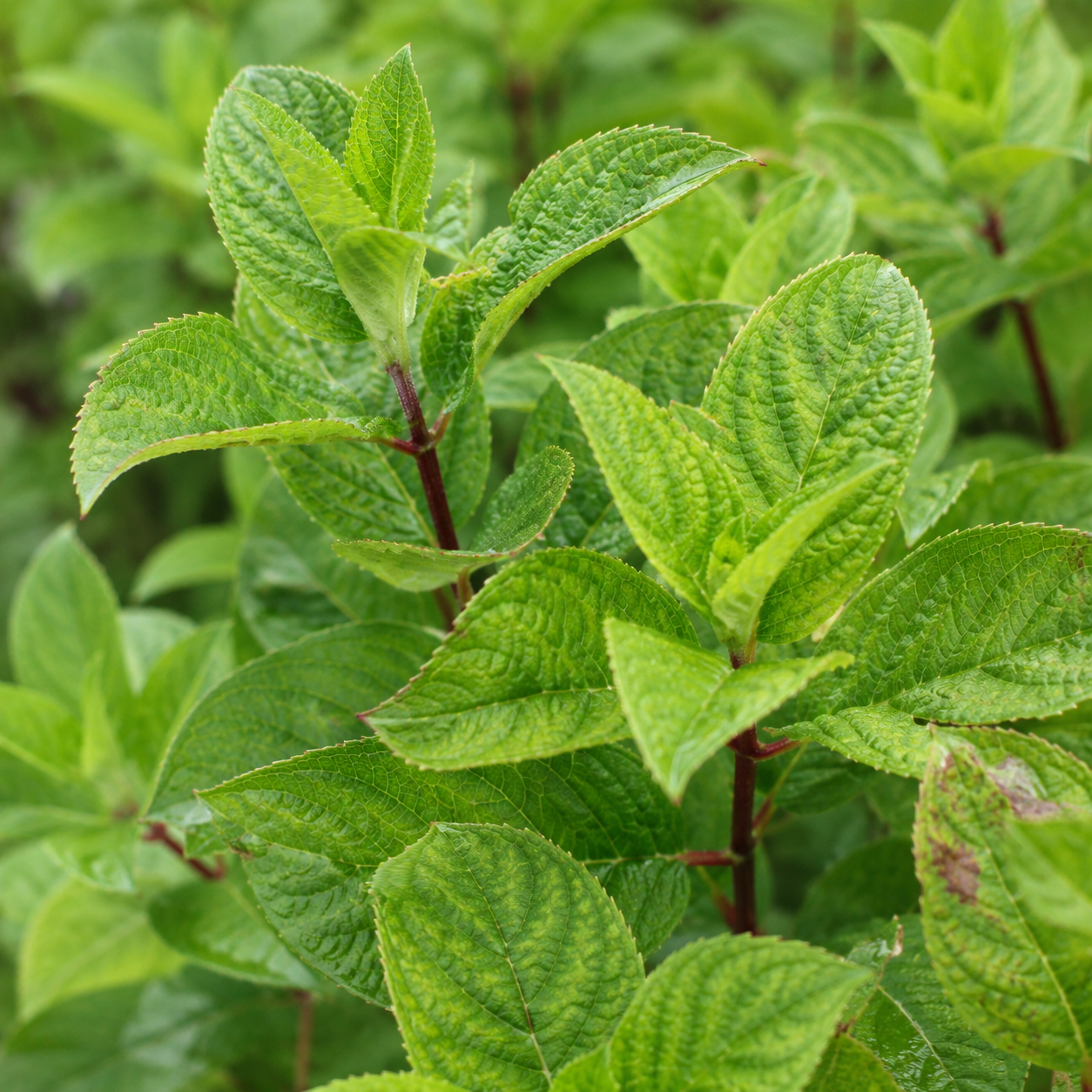 HydrangeapaniculataBlaetter