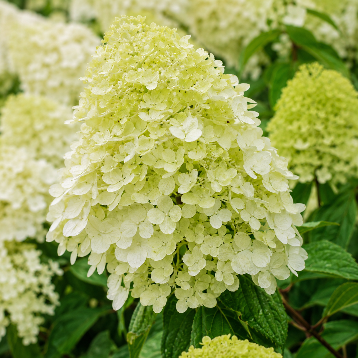 HydrangeapaniculataBluete