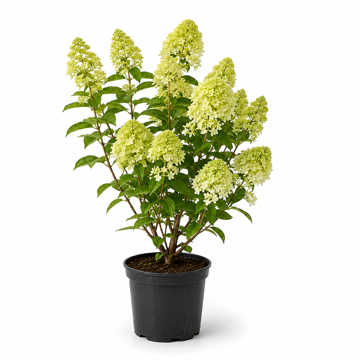 Hydrangeapaniculatafreigestellt