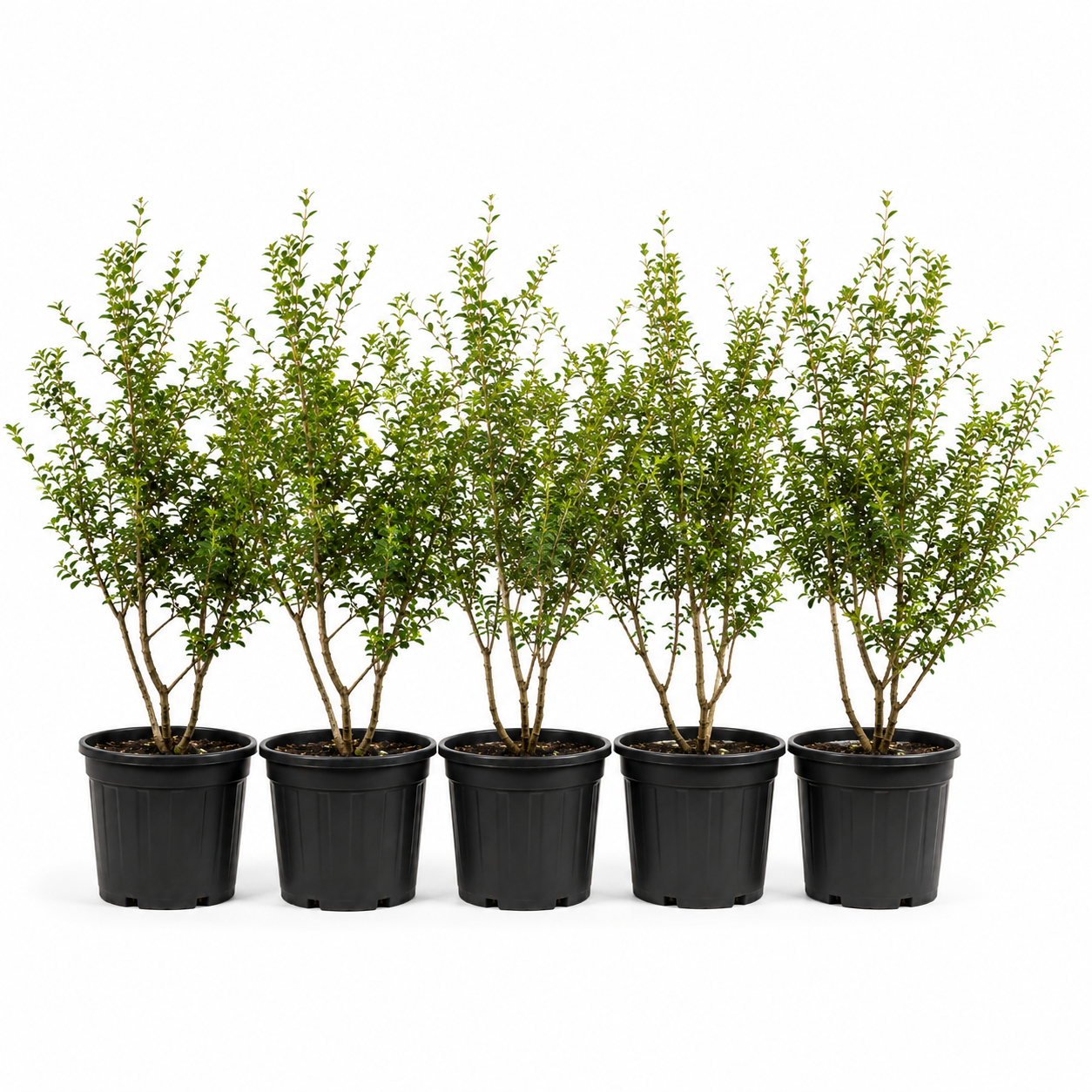 Osmanthus × burkwoodii Gruppe