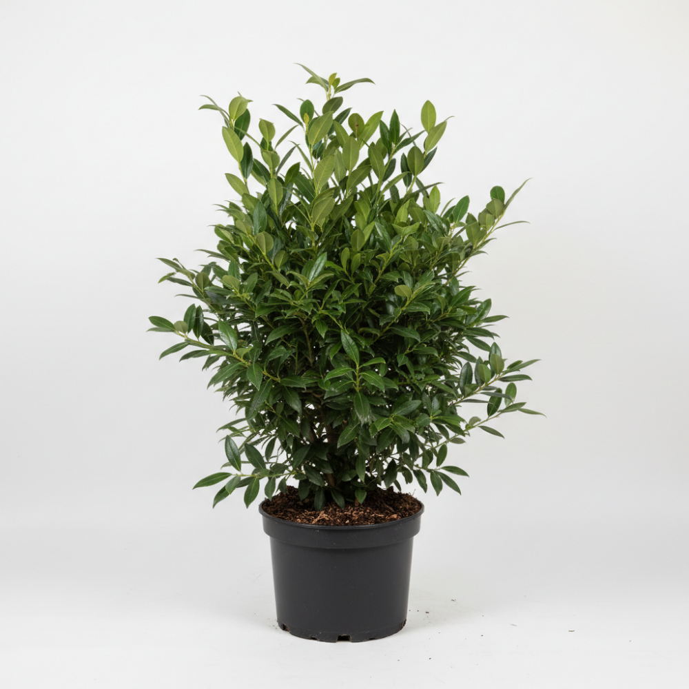 Prunus laurocerasus Caucasica 2