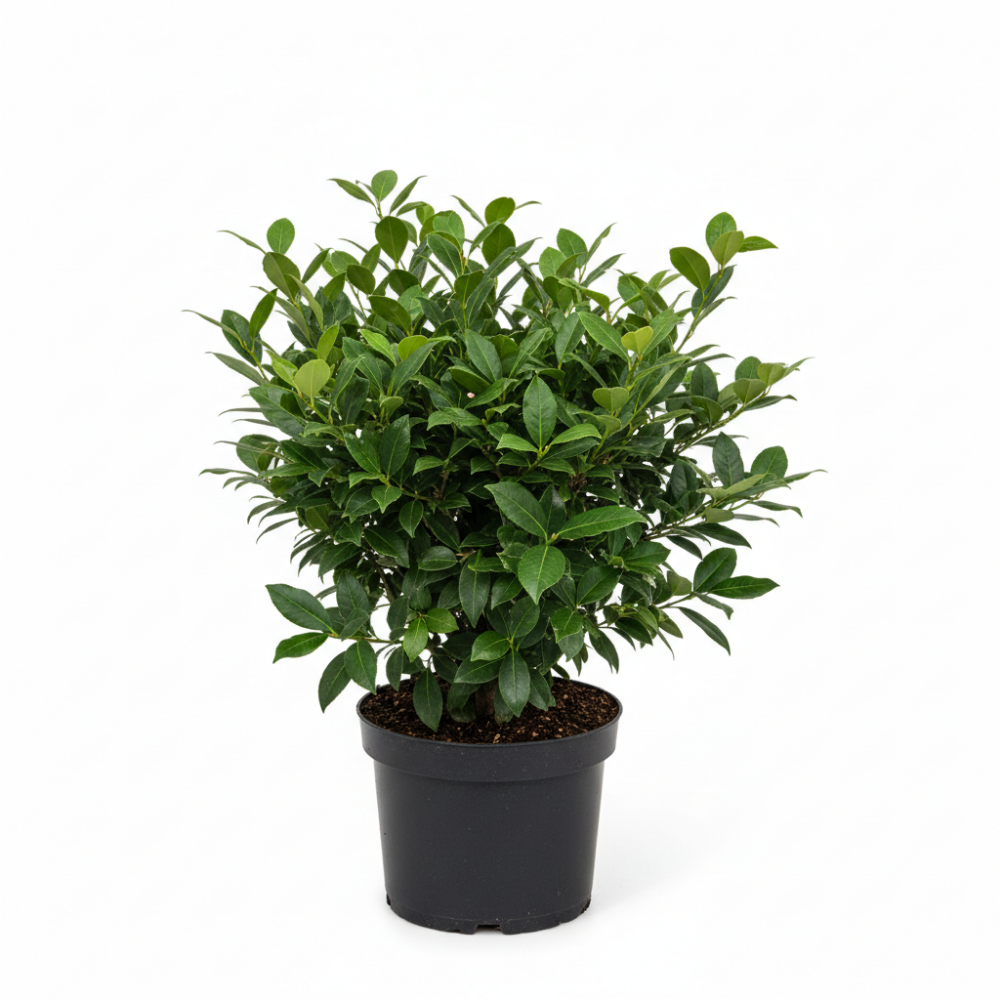 Prunus lusitanica 1