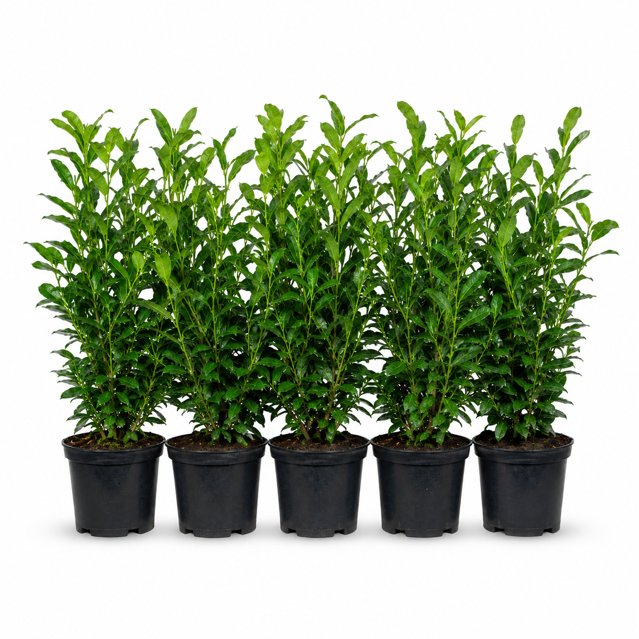 Prunuslaurocerasus_Elly_HeckeGruppe