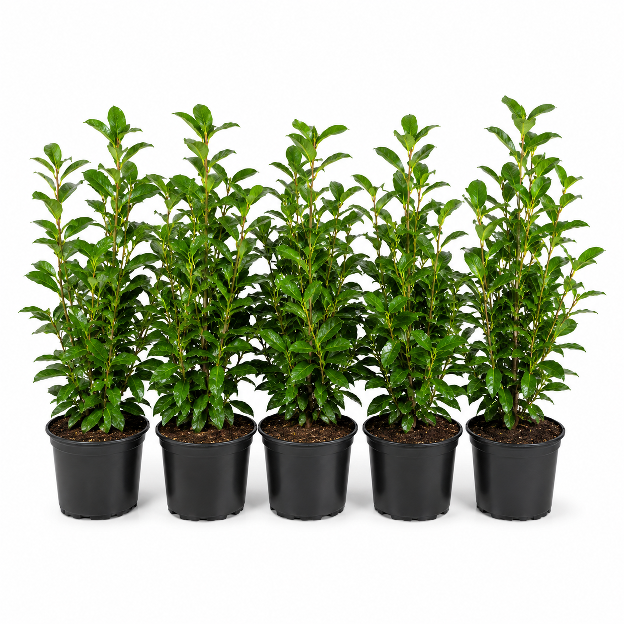 Prunuslaurocerasus_Genolia_HeckeGruppe