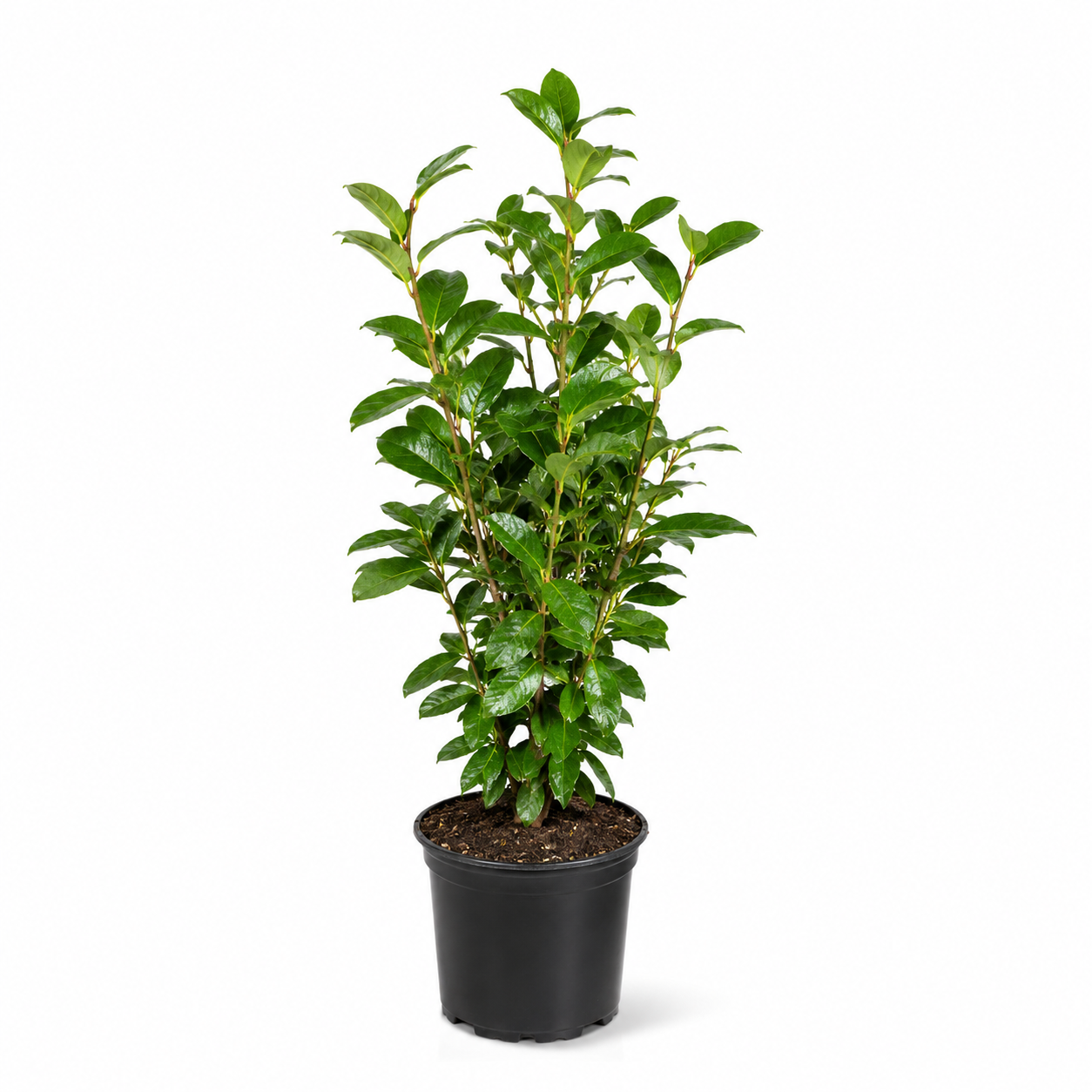 Prunuslaurocerasus_Genolia_freigestellt