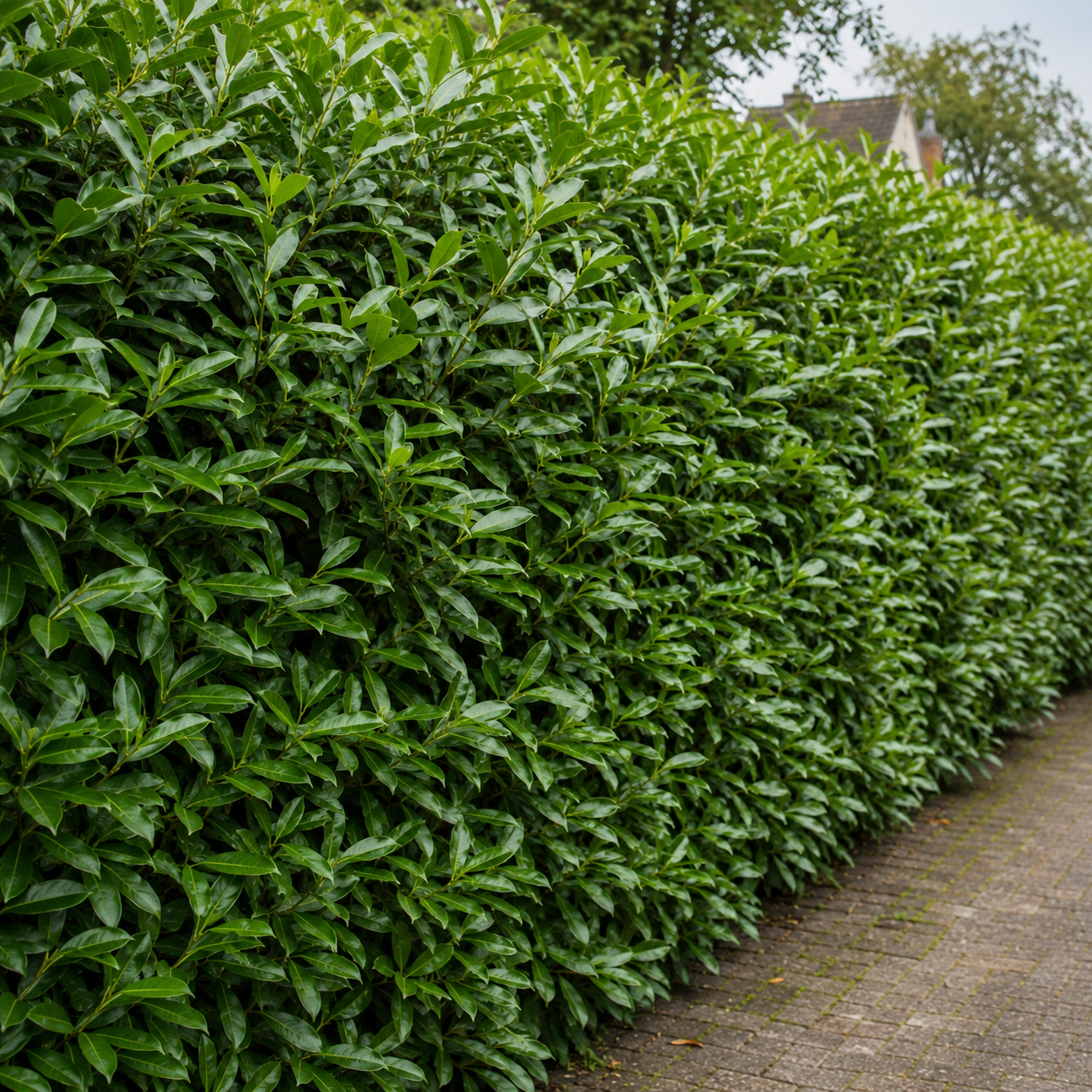 Prunuslaurocerasus_Herbergii_alteHecke