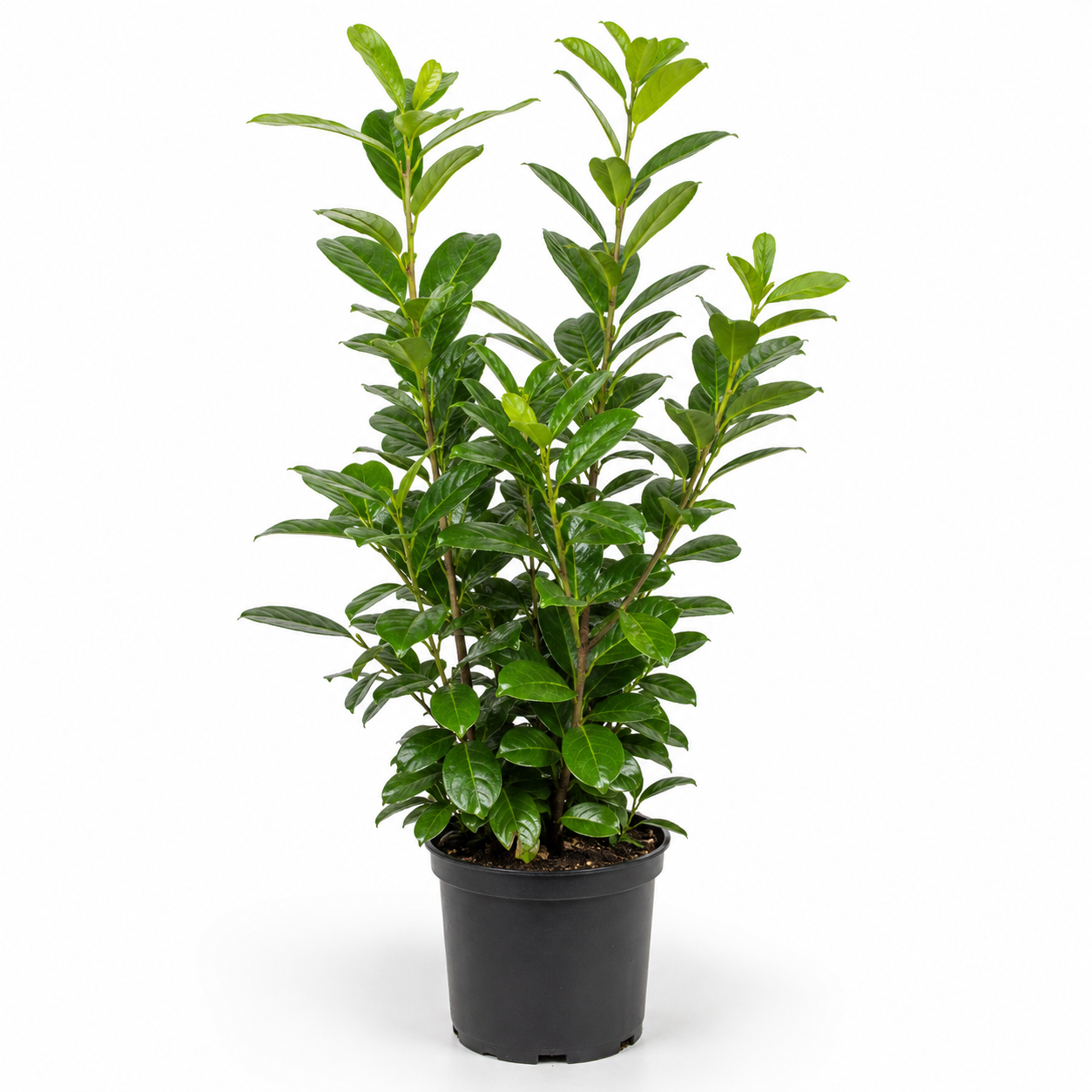 Prunuslaurocerasus_Novita_freigestellt