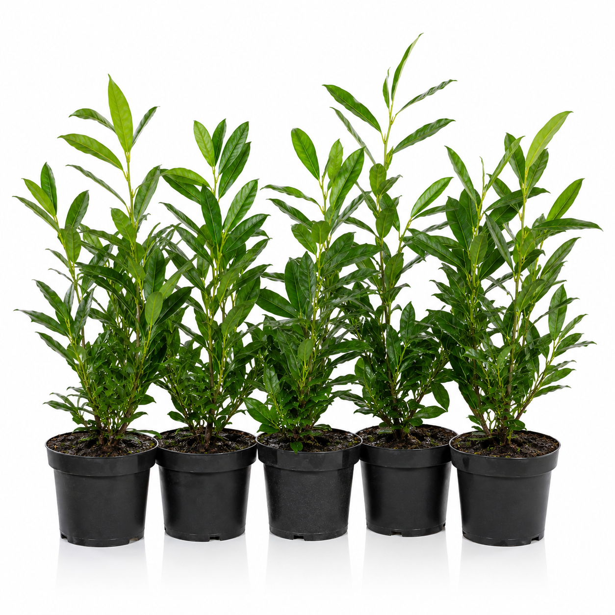 Prunuslaurocerasus_OttoLyken_HeckeGruppe