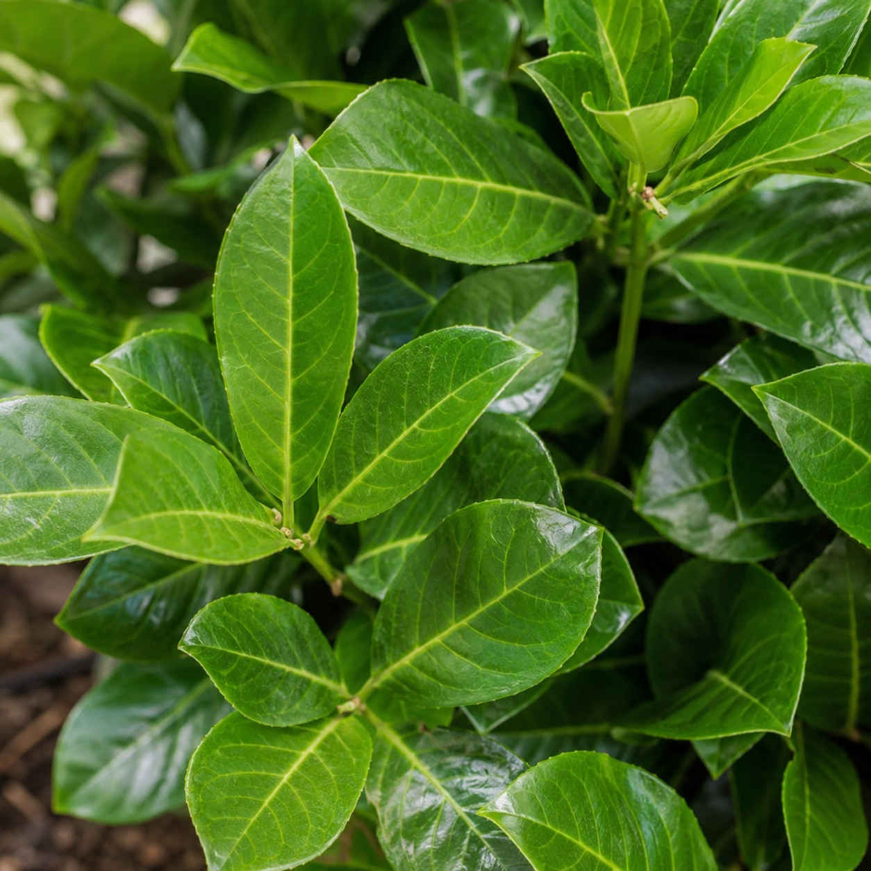 Prunuslaurocerasus_Rotundifolia_Blaetter