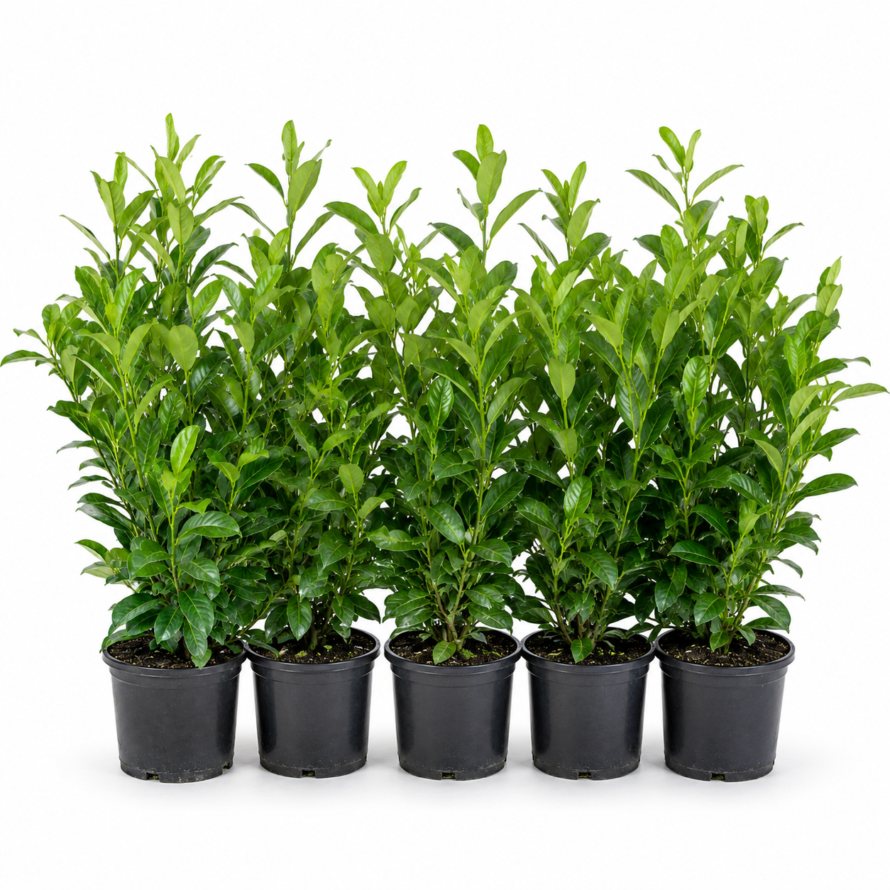 Prunuslaurocerasus_Rotundifolia_HeckeGruppe