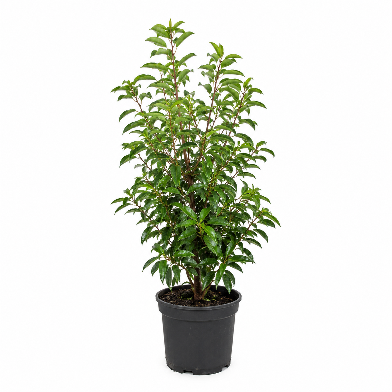 Prunuslusitanicafreigestellt