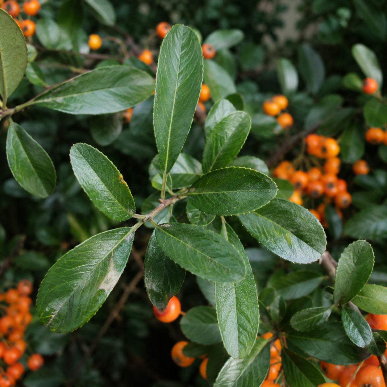 Pyracantha_OrangeGlow_Blaetter