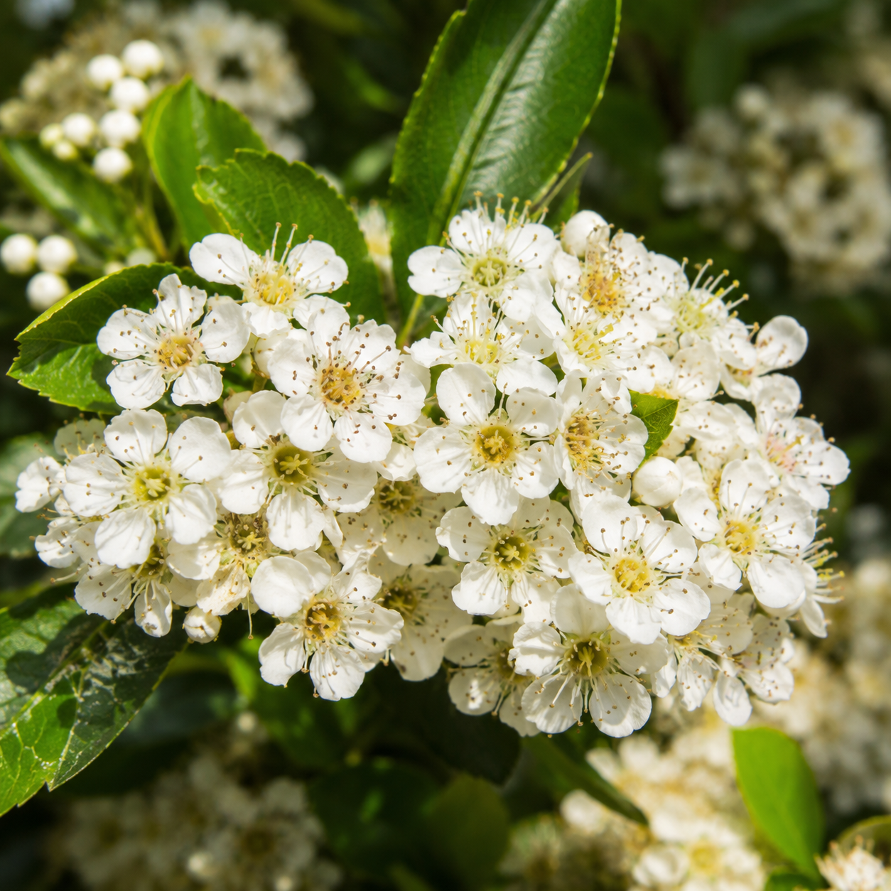Pyracantha_OrangeGlow_Bluete
