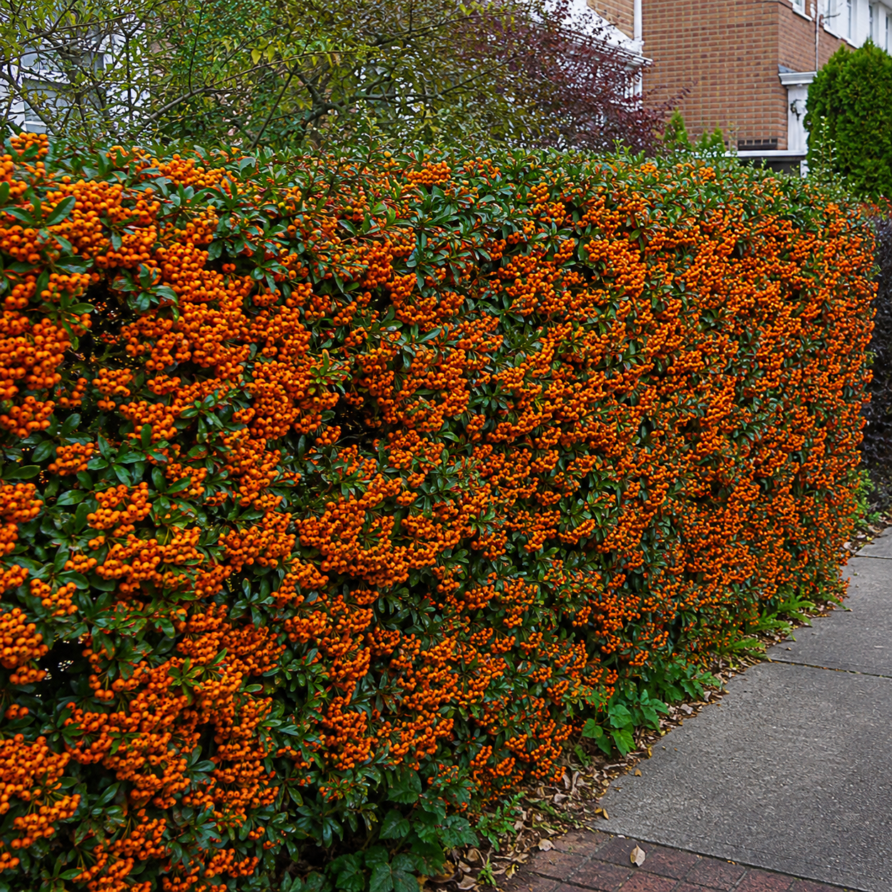 Pyracantha_OrangeGlow_alteHecke