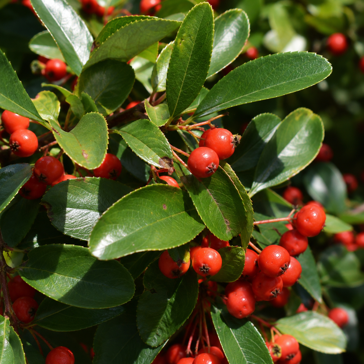 Pyracantha_RedColumn_Blaetter