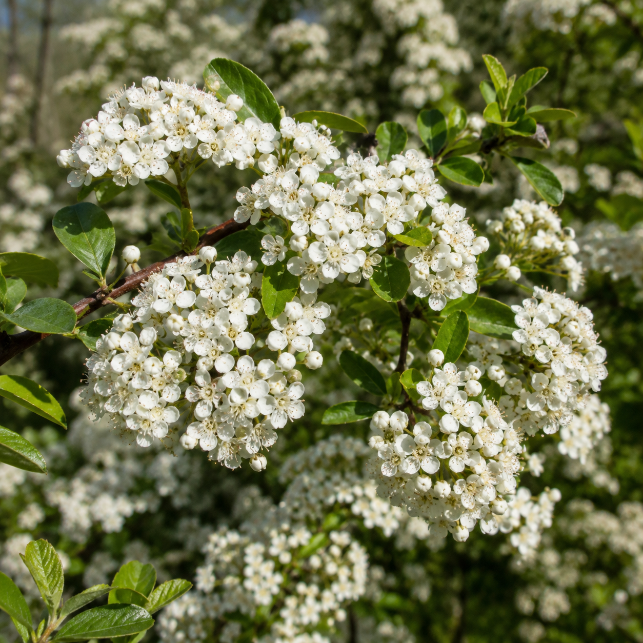 Pyracantha_RedColumn_Blueten