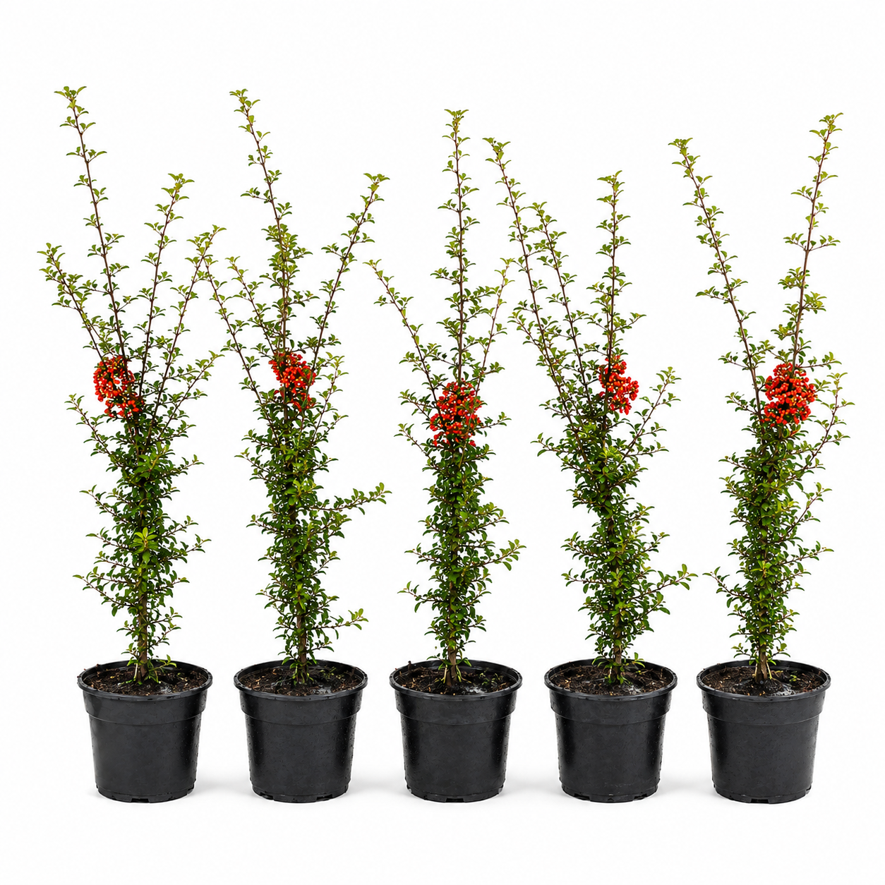 Pyracantha_RedColumn_HeckeGruppe