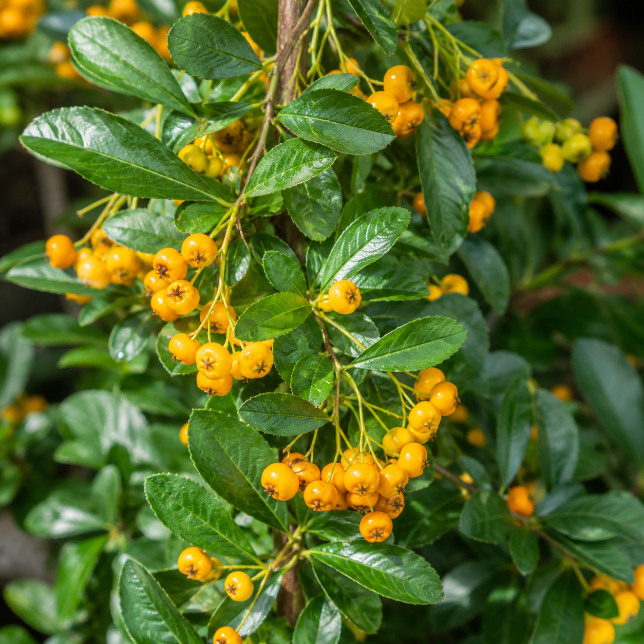 Pyracantha_Soleild_Or_Blaetter
