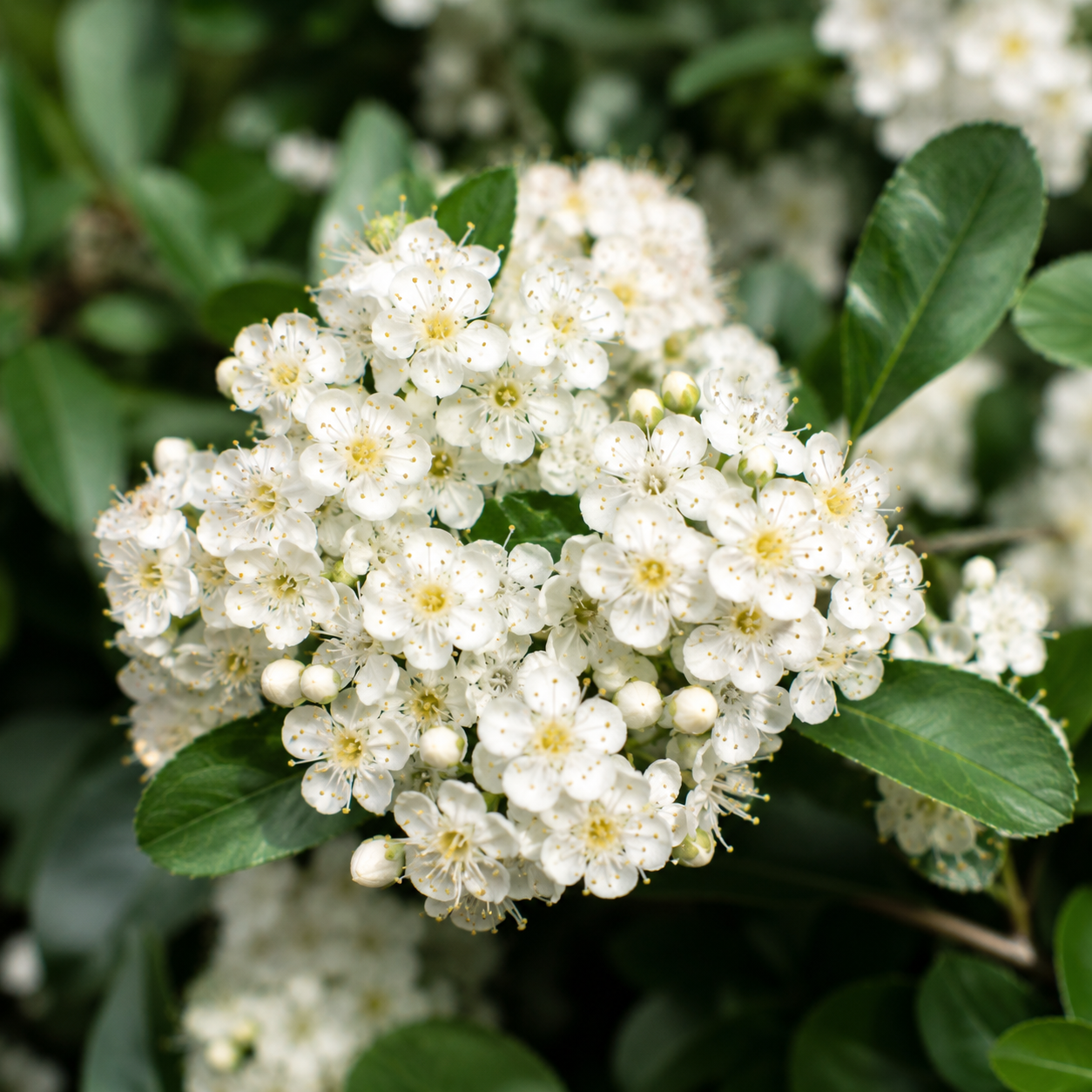 Pyracantha_Soleild_Or_Flower