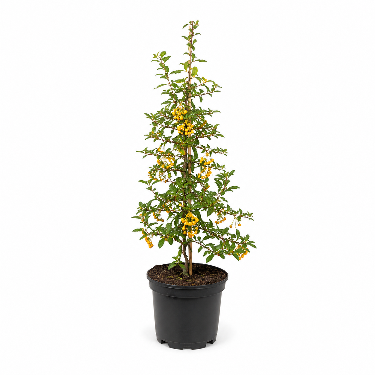 Pyracantha_Soleild_Or_freigestellt