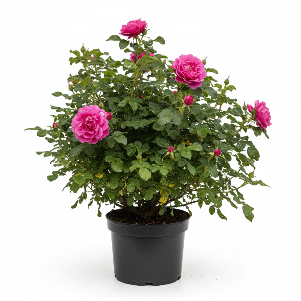 Rosa rugosa 2