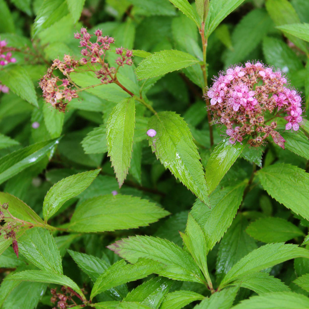 Spiraeajaponica_Genpei_Blaetter