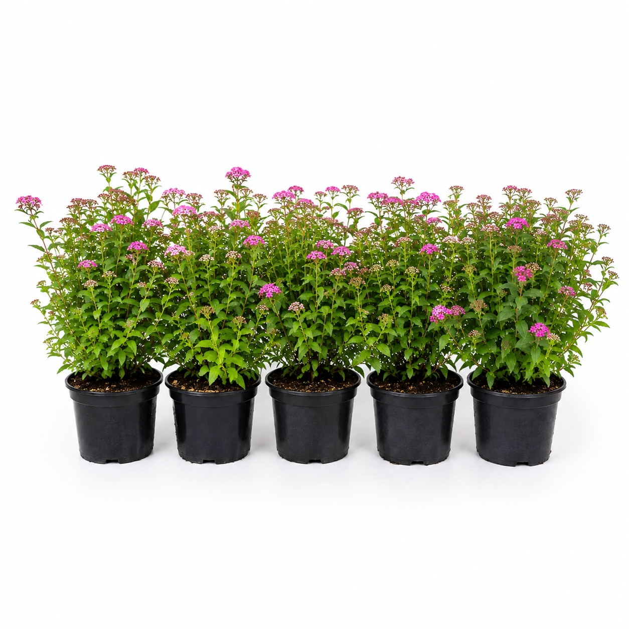 Spiraeajaponica_Genpei_HeckeGruppe