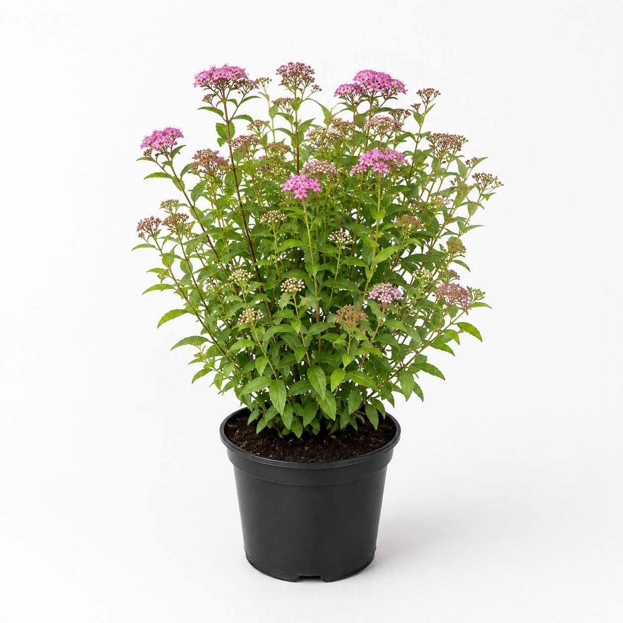 Spiraeajaponica_Genpei_freigestellt