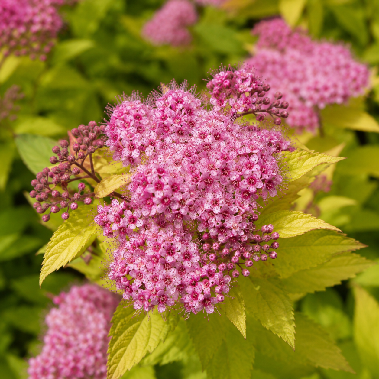 Spiraeajaponica_Goldflame_Blueten
